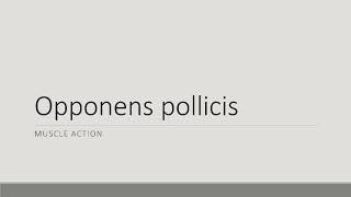 Opponens Pollicis Action [upl. by Trill]