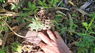 Why am I removing the Jamaican Strawberry Muntingia tree [upl. by Backer472]