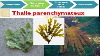 Cours de biologie végétale chapitre des algues botanique [upl. by Hutt]