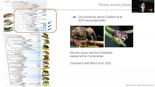 Julien Haran  New insights on the phylogeny of flower weevils subfamily Curculioninae [upl. by Revert321]