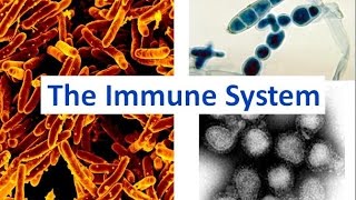 Immune System updated [upl. by Eniak926]