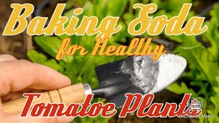 Use Baking Soda for healthy Tomato Plants [upl. by Chalmers704]