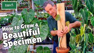 How to grow a showy philodendron specimen from a small plant [upl. by Ahseneuq]