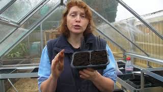 Sowing Aubergine seeds  Claires Allotment Part 405 [upl. by Ralli]