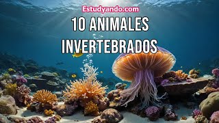 10 Animales Invertebrados [upl. by Adnama605]