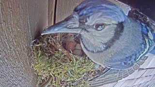 Blue Jay Steals Cowbird Hatchling from Phoebe Nest [upl. by Stanfield]