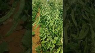 Bushy Dolichos Barbie  343 agri farming video shorts [upl. by Alek]