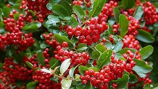 BUISSON ARDENT PYRACANTHA UN ARBUSTE DE HAIE IMPÉNÉTRABLE ET SPECTACULAIRE [upl. by Becker]