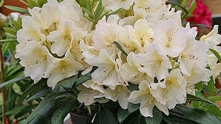 COMMENT BIEN PLANTER DES RHODODENDRONS DANS UN MASSIF DE TERRE DE BRUYÈRE [upl. by Lisbeth]