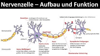 Nervenzelle  Neuron  Aufbau und Funktion Biologie Neurobiologie Oberstufe [upl. by Eedrahs]