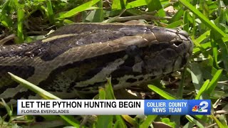 2024 Florida Python Challenge begins across Florida Everglades [upl. by Egni452]