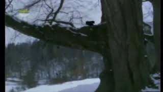 A Walk In The Black Forest Horst Jankowski Music Video [upl. by Thetis]