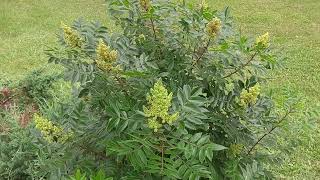 Shinning Sumac or Rhus copallinum in Southern Ontario Canada [upl. by Imis729]