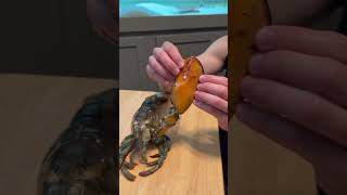 Pet LOBSTER 🦞 MOLTS For the first time🤯 [upl. by Adehsor]