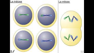 Comparaison mitose et méiose BF [upl. by Llamaj]