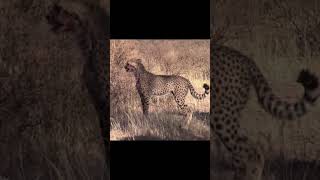 Baby Cheetah Sound  Cheetah Chirp [upl. by Audrit]