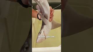 Spiny Dogfish Release  Marine Research at UNE [upl. by Ninel994]