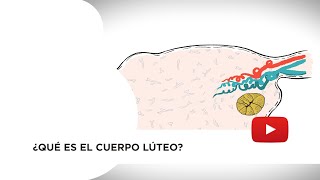 ¿Qué es el cuerpo lúteo [upl. by Orelie]