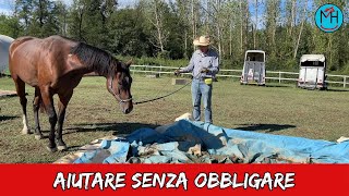 Impara ad aiutare senza obbligare il tuo cavallo [upl. by Relyhcs]