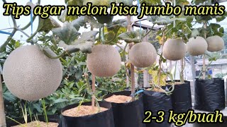 Cara menanam melon di polybag agar buah jumbo dan manisfase generatif sampai panen [upl. by Kopple]