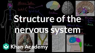 Structure of the nervous system  Organ Systems  MCAT  Khan Academy [upl. by Llenet]