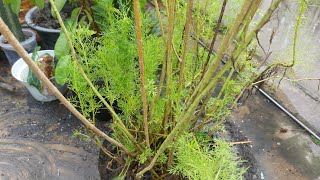 Tanaman Adas Hitan Eupatorium Capillifolium plants green tanamanhias [upl. by Enalb]