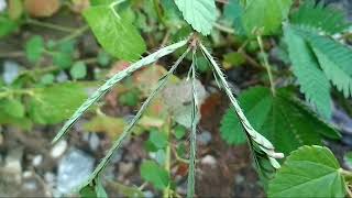 Thigmonasty in Mimosa pudica [upl. by Zat]