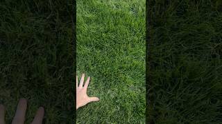 Stellar 4GL Ryegrass Review  Overseeded Bermuda Grass DFW Texas [upl. by Rehtae]