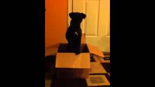 Patterdale Terrier breed  Паттердейл Терьер [upl. by Kcirrag]