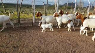 Cabritos boer Goat Chivo [upl. by Luci]