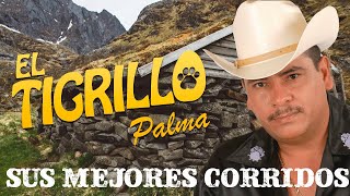 EL TIGRILLO PALMA MIX CORRIDOS SIERREÑOS SOLO LO MEJOR [upl. by Grosberg744]