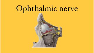 Ophthalmic nerve V1 [upl. by Anillehs]