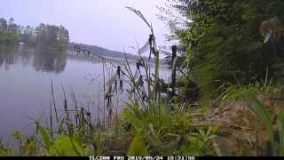 Hellgrammites hatching end of May in Wisconsin  Time Lapse [upl. by Llenyaj]