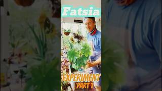 Fatsia Japonica is a shade garden stunner But can it houseplant houseplant gardeningtips plants [upl. by Suertemed]