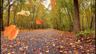 Autumn Leaves FallingBlowing From Trees on a Windy Fall Day  Relaxing AmbienceFREE Stock Footage [upl. by Geno]