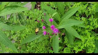 snowberry clearwing moths at NY ironweed [upl. by Arres]