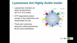 Protein Trafficking 6 Coated Vesicles Endosomes and Lysosomes [upl. by Ydneh]