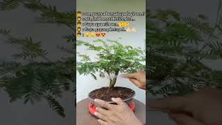 Bonsai Kaliandra Twin bonsaikaliandra kaliandra prokar [upl. by Eleanora]