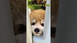 Baby Red Panda’s Adorable Daily cute animals [upl. by Ecital]