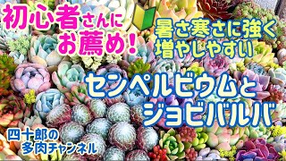 【多肉植物】【ガーデニング】🔰初心者さんにお薦め！ センペルビウムとジョビバルバ [upl. by Pearlstein]