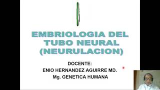 Embriología del Tubo Neural NEURULACION [upl. by Dustan616]