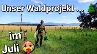 Was macht unser Waldprojekt 🌲🌳 jetzt im Sommermonat Juli 🥵 forstwirtschaft bäume brennholz [upl. by Nelyt]