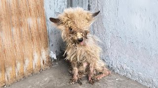 Volunteers Rescued a Small Dog from the Street in Terrible Conditions [upl. by Atnoek706]