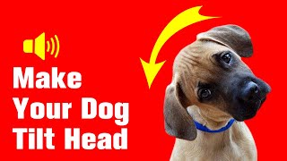 Sounds That Make Dogs Tilt Their Head 🐶 [upl. by Alenas]