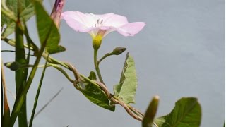 CORREHUELA MENOR Convolvulus arvensis PLANTAS MEDICINALES [upl. by Hcurob]