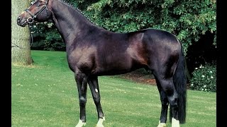 Licensed Hanoverian Stallion Harvard Hohenstein x Cardinal xx [upl. by Nospmoht]