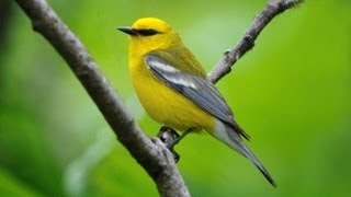 Bluewinged Warbler Portrait [upl. by Starinsky752]