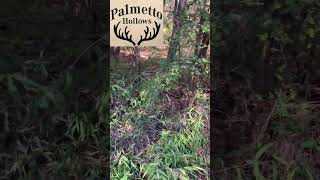 Opening Day Deer Hunting Palmetto Hollows 2024 funny recipebook greenscreen [upl. by Aihsemek97]