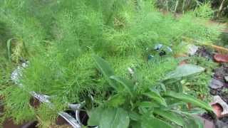 Fennel Attract the Entire Life Cycle of the Black Swallowtail Butterfly  The Rusted Garden 2013 [upl. by Llerrot]