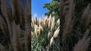 Pampas grass パンパスグラスplant [upl. by Essila]